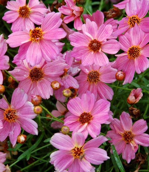 Coreopsis 'Pink Lady'